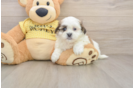 Little Shichon Designer Puppy