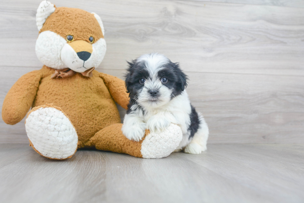 Best Teddy Bear Baby