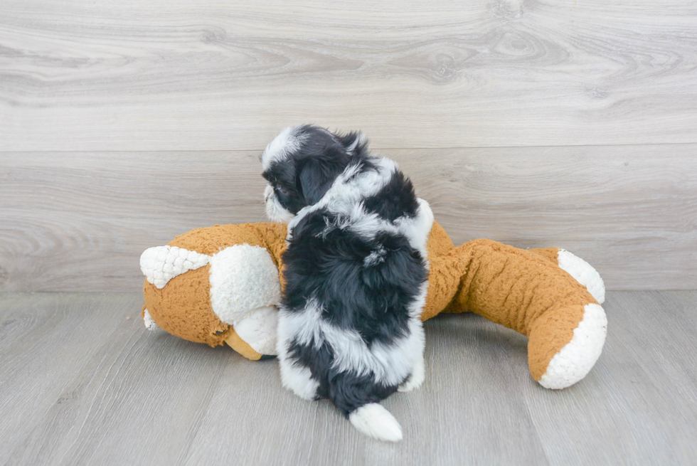Teddy Bear Pup Being Cute