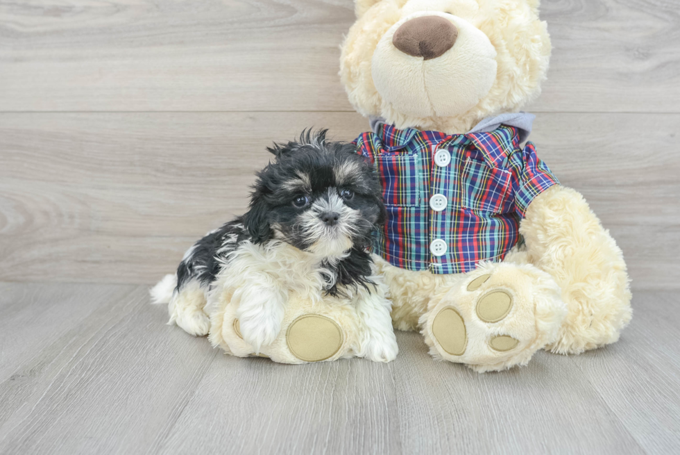 Best Teddy Bear Baby