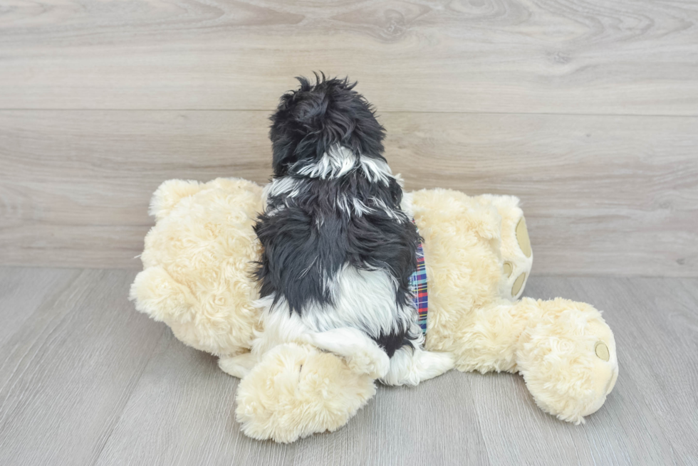 Funny Teddy Bear Designer Pup