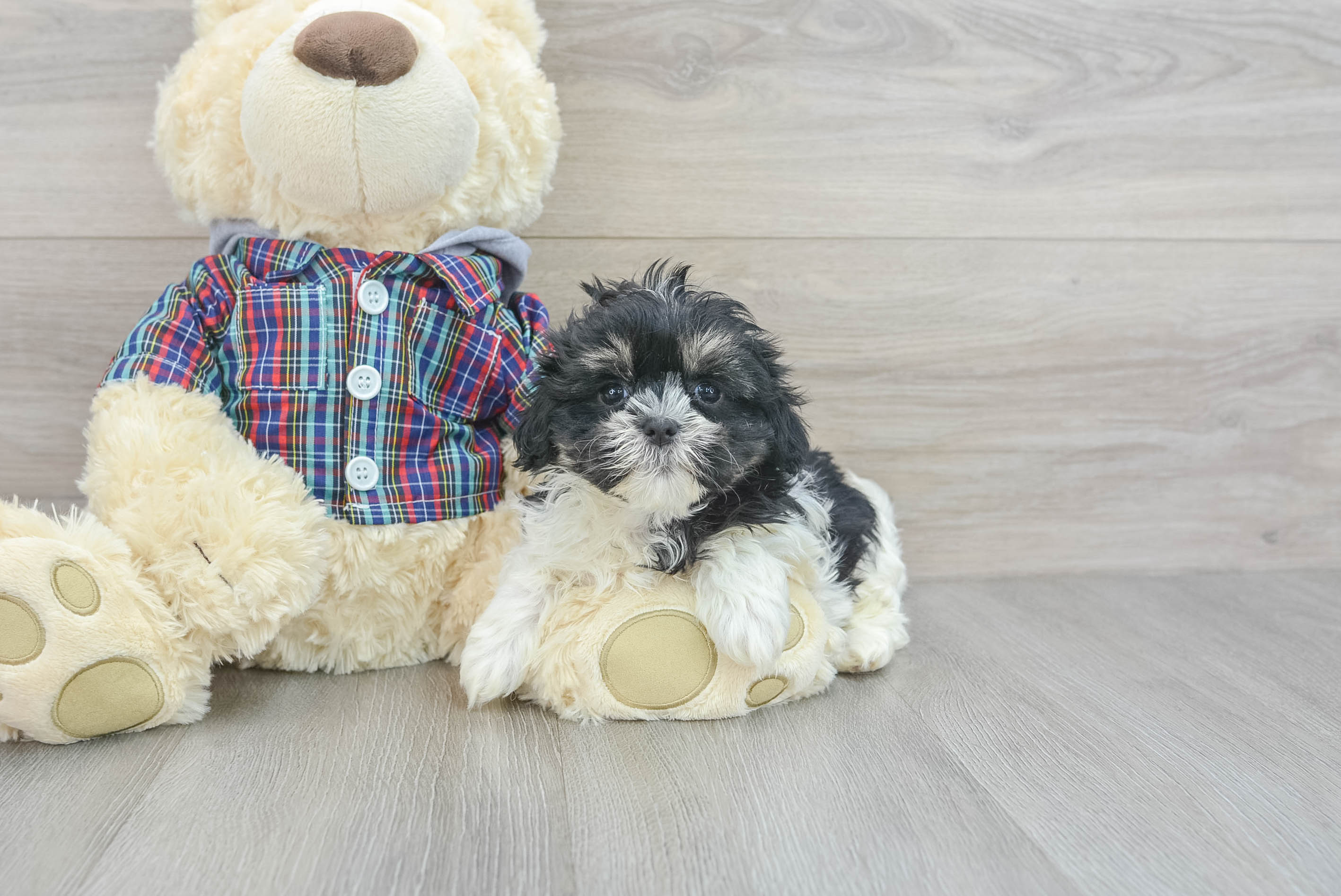 Best Teddy Bear Baby