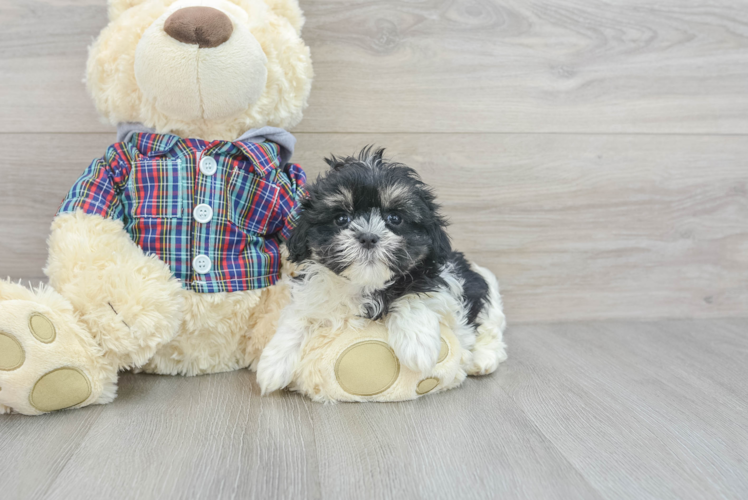 Best Teddy Bear Baby