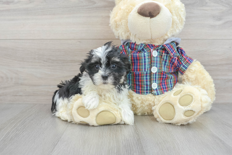 Best Teddy Bear Baby