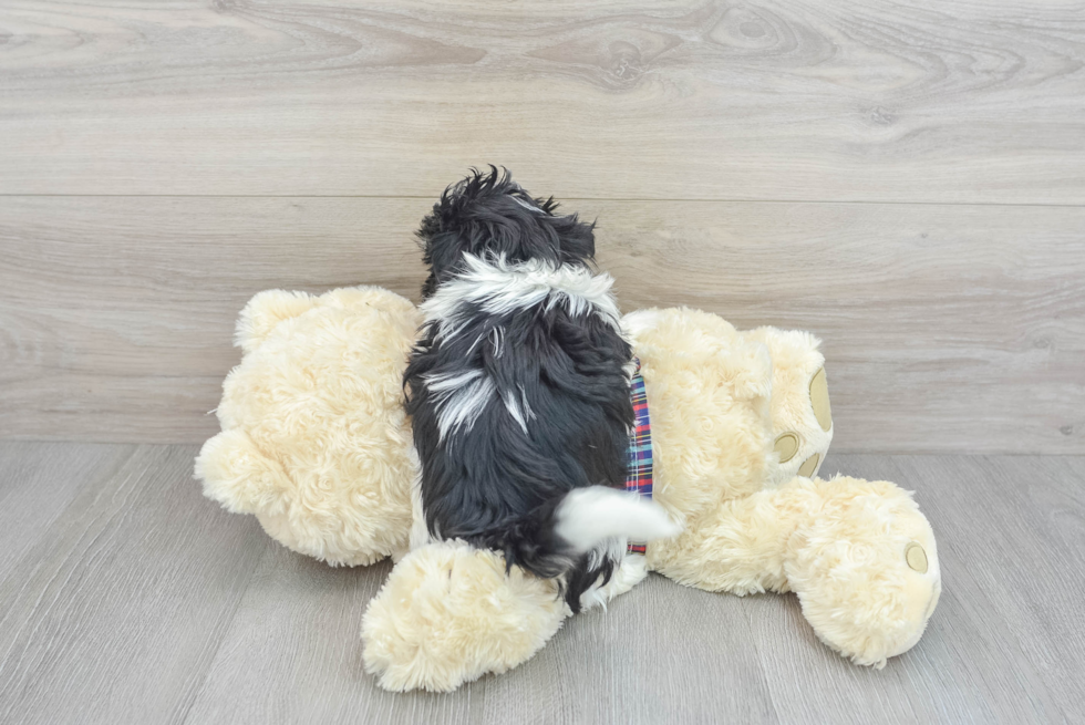 Teddy Bear Puppy for Adoption