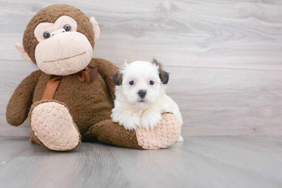 Small Teddy Bear Baby