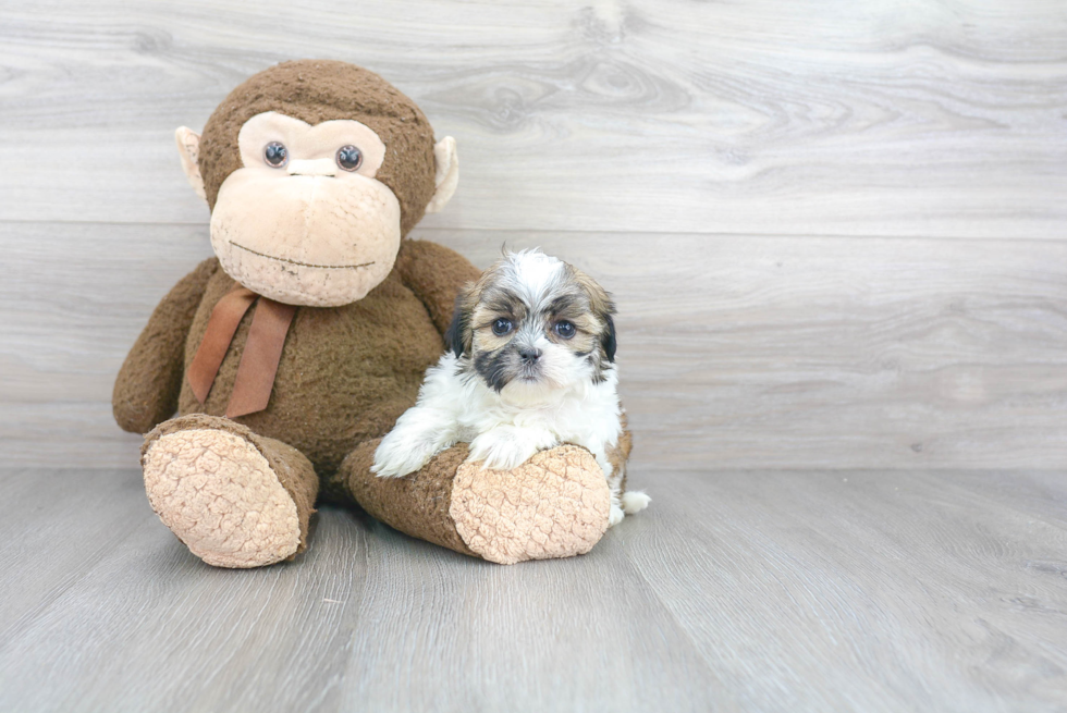 Teddy Bear Puppy for Adoption