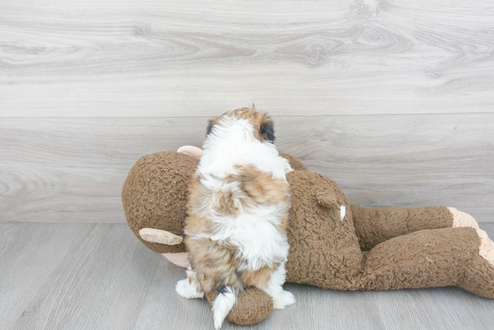 Best Teddy Bear Baby