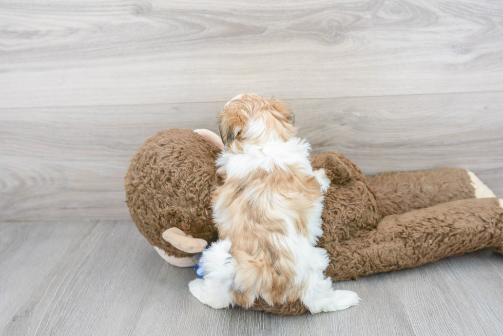 Teddy Bear Puppy for Adoption