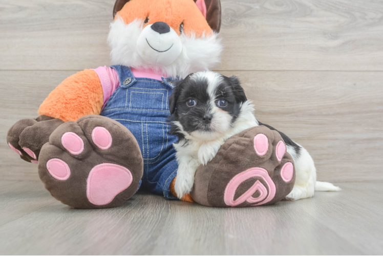 Popular Teddy Bear Designer Pup