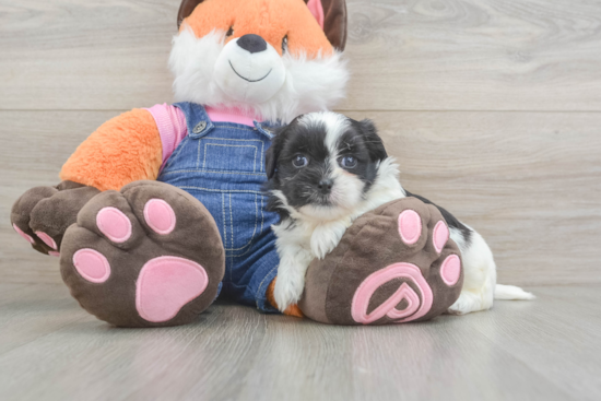 Popular Teddy Bear Designer Pup