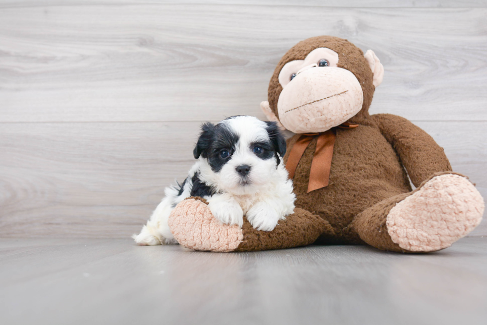 Small Teddy Bear Baby