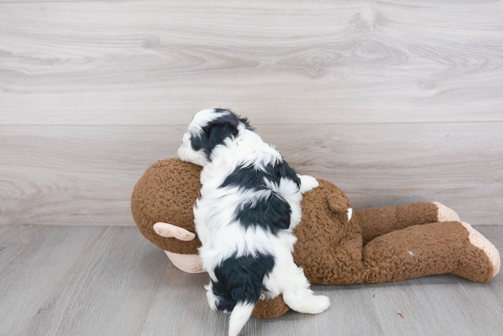 Best Teddy Bear Baby