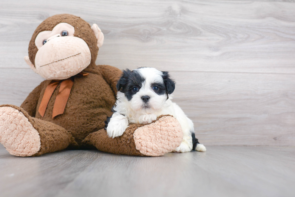 Energetic Shichon Designer Puppy