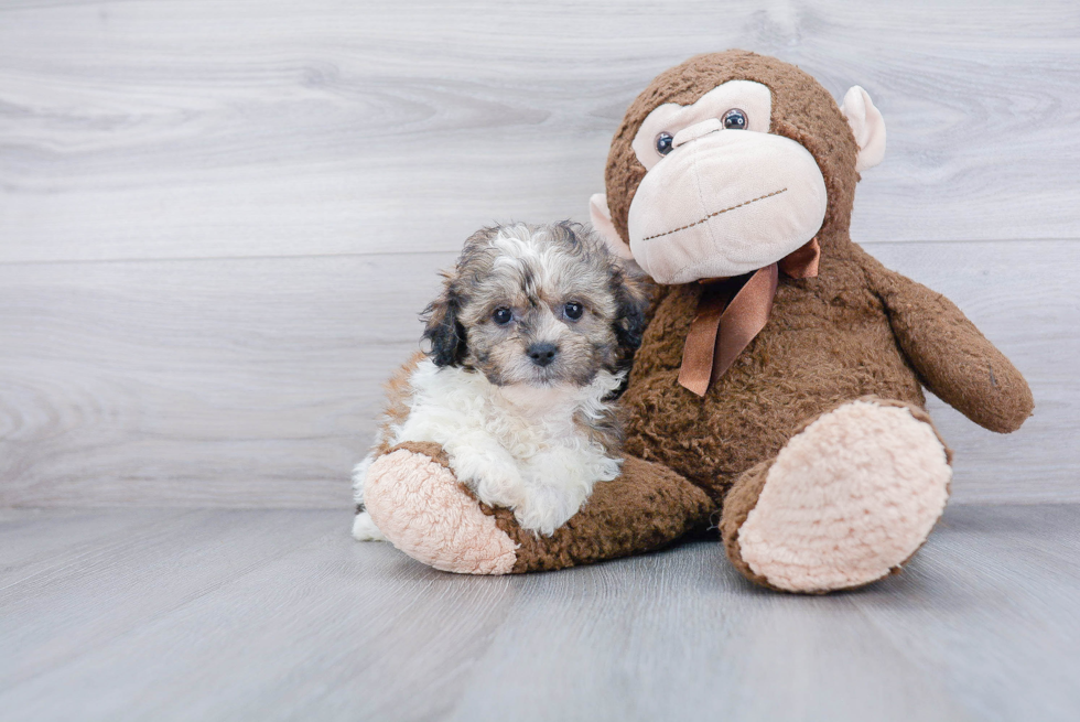 Best Teddy Bear Baby