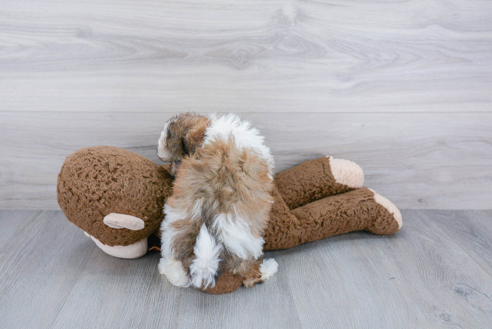 Teddy Bear Pup Being Cute