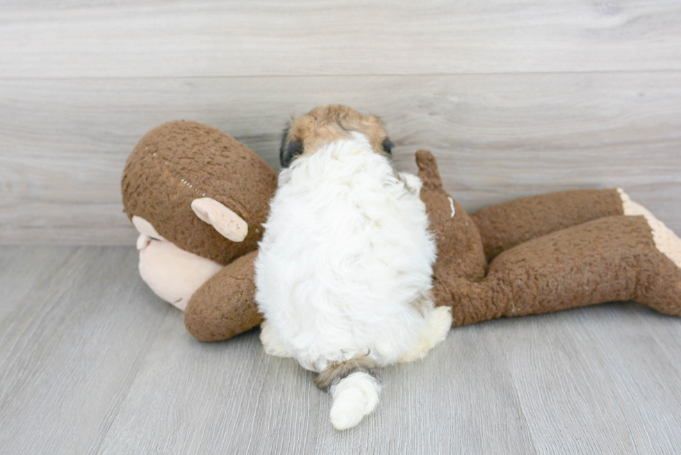 Teddy Bear Puppy for Adoption