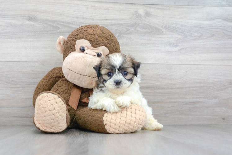 Cute Teddy Bear Baby