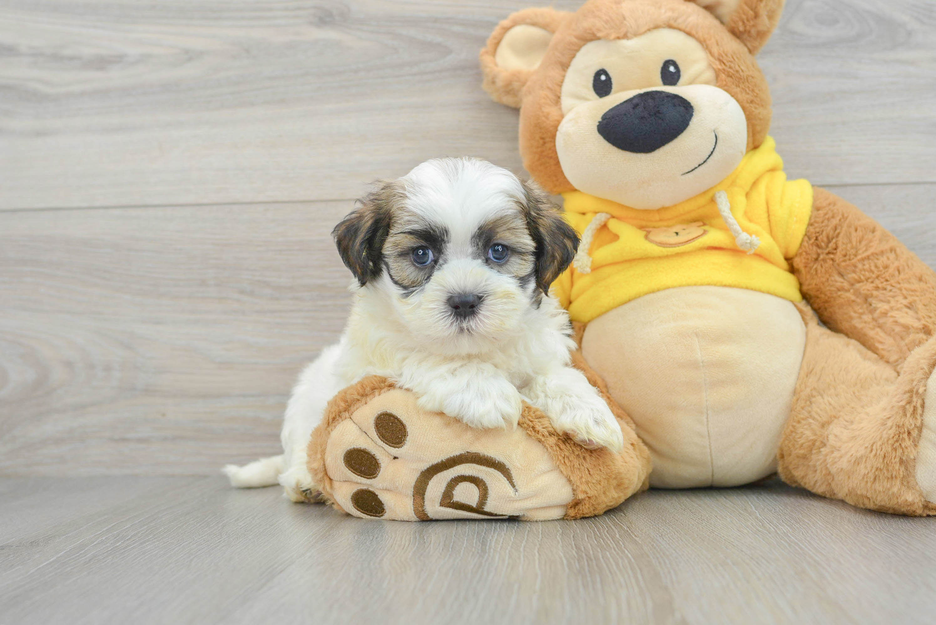 Teddy Bear Puppy for Adoption