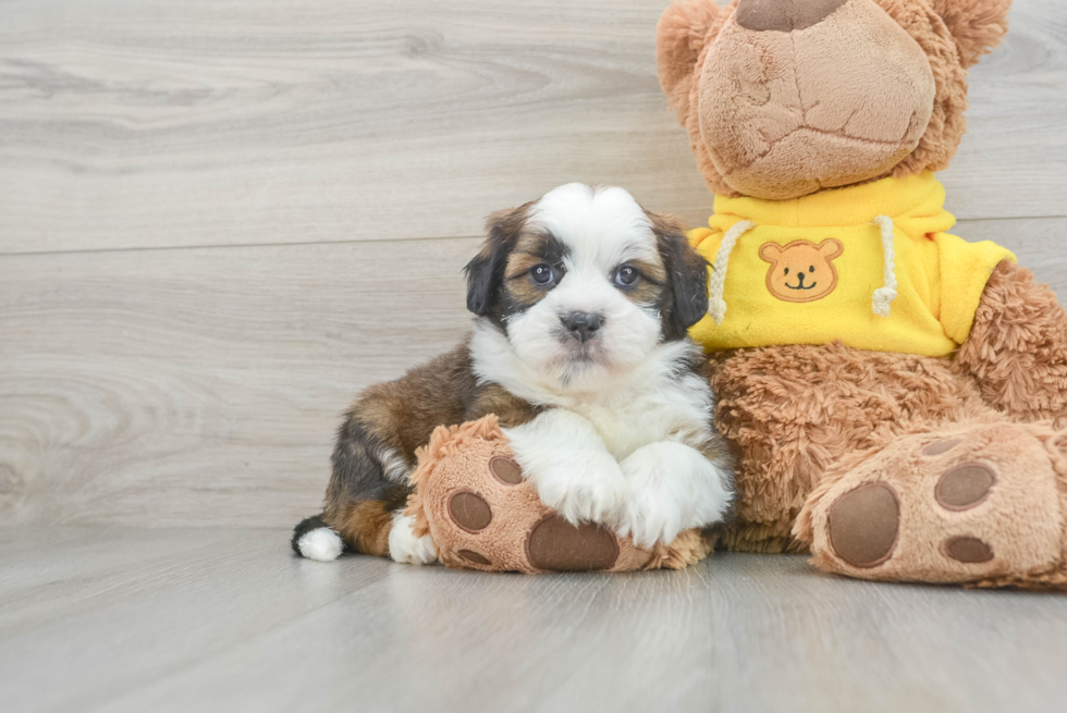 Playful Shichon Designer Puppy