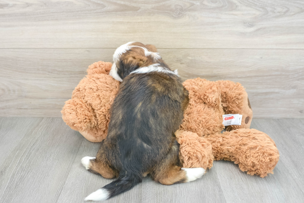Adorable Shichon Designer Puppy