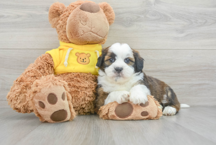 Happy Teddy Bear Baby