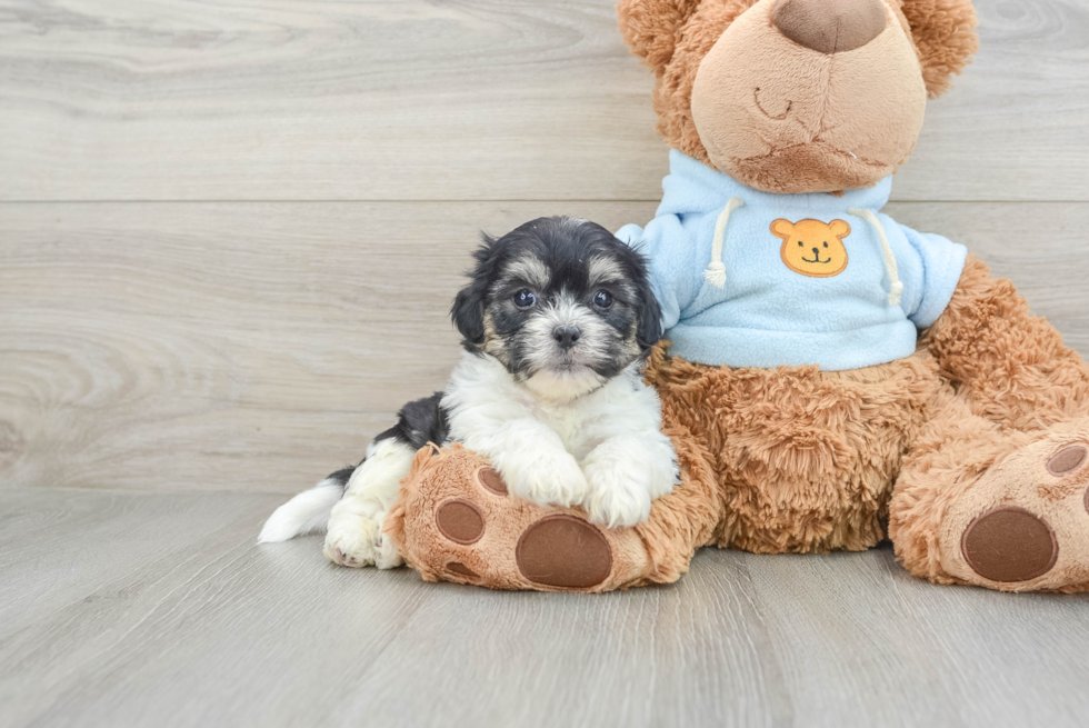 Popular Teddy Bear Designer Pup