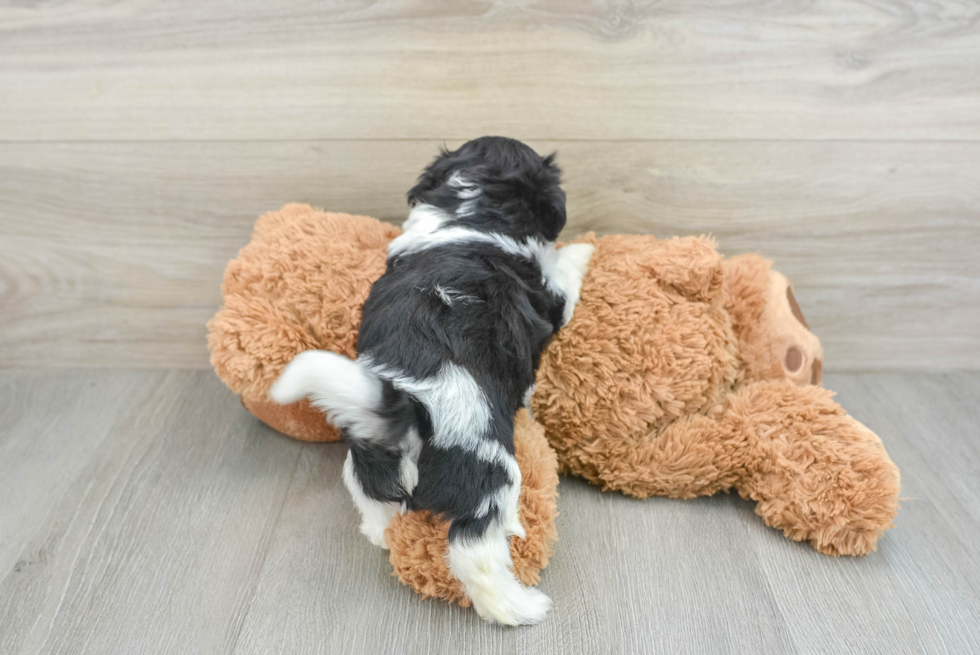 Fluffy Teddy Bear Designer Pup