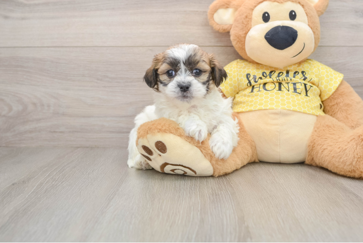 Energetic Shit Designer Puppy