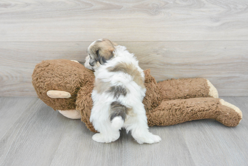 Small Teddy Bear Baby