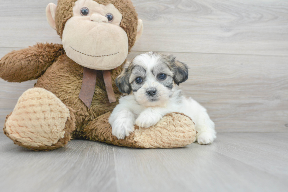 Adorable Shitzu Designer Puppy