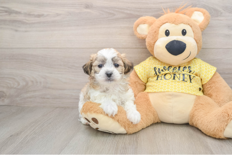 Teddy Bear Pup Being Cute