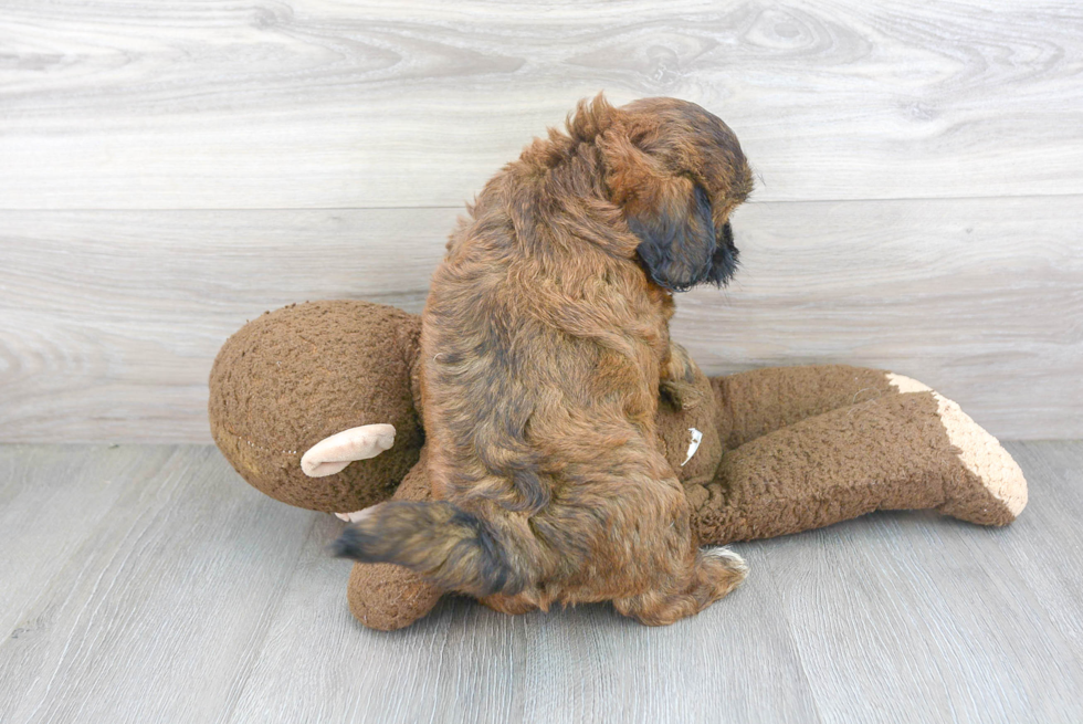 Teddy Bear Puppy for Adoption