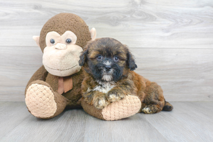 Fluffy Teddy Bear Designer Pup