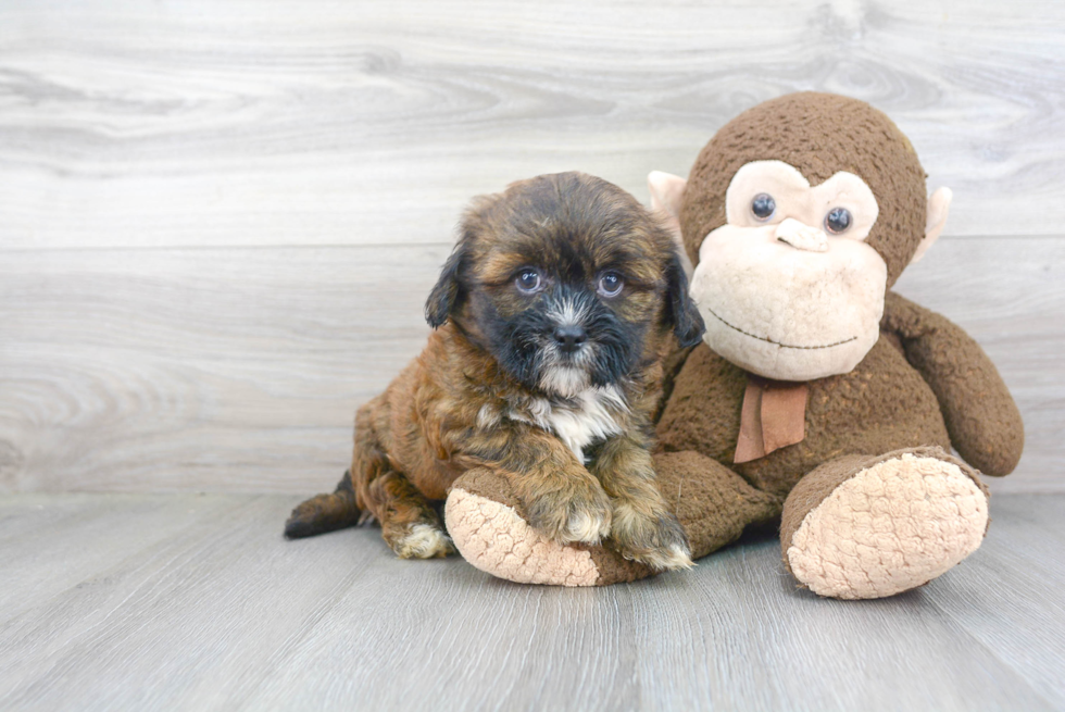 Fluffy Teddy Bear Designer Pup