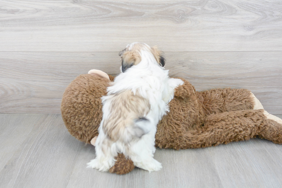 Fluffy Teddy Bear Designer Pup