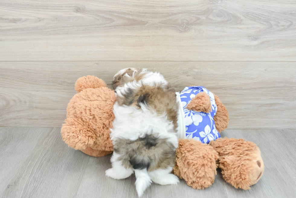 Smart Teddy Bear Designer Pup