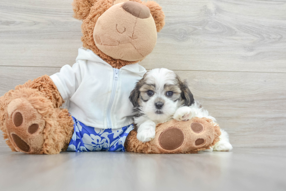 Adorable Shi Chon Designer Puppy
