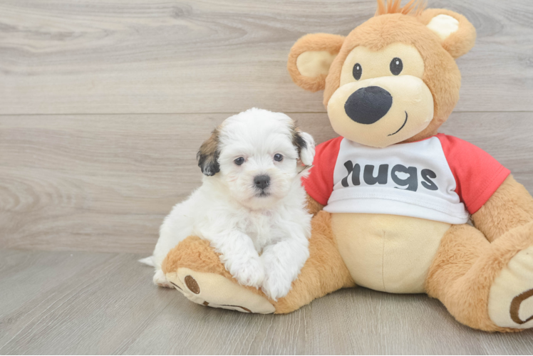 Teddy Bear Puppy for Adoption