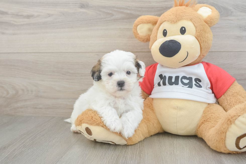 Teddy Bear Puppy for Adoption