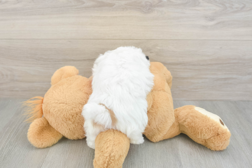 Sweet Teddy Bear Baby