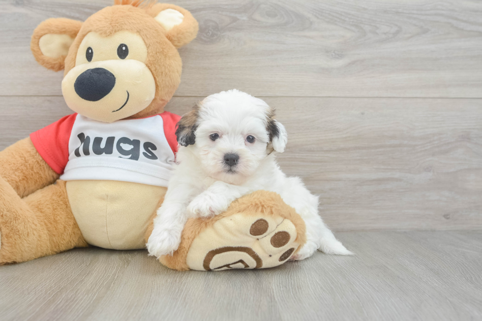 Funny Teddy Bear Designer Pup