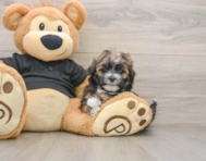 6 week old Teddy Bear Puppy For Sale - Premier Pups
