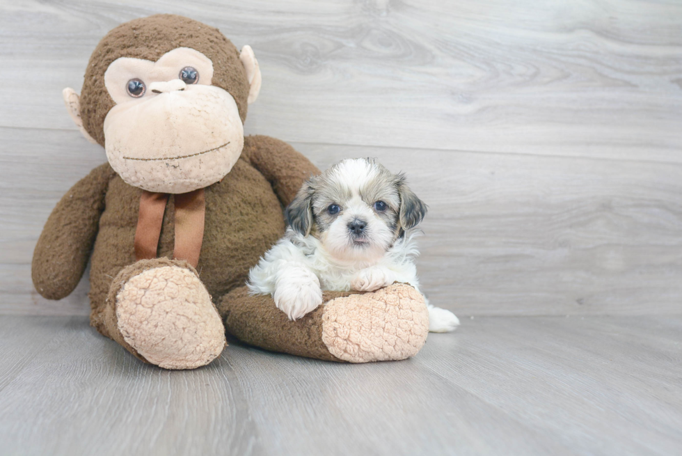 Energetic Shichon Designer Puppy