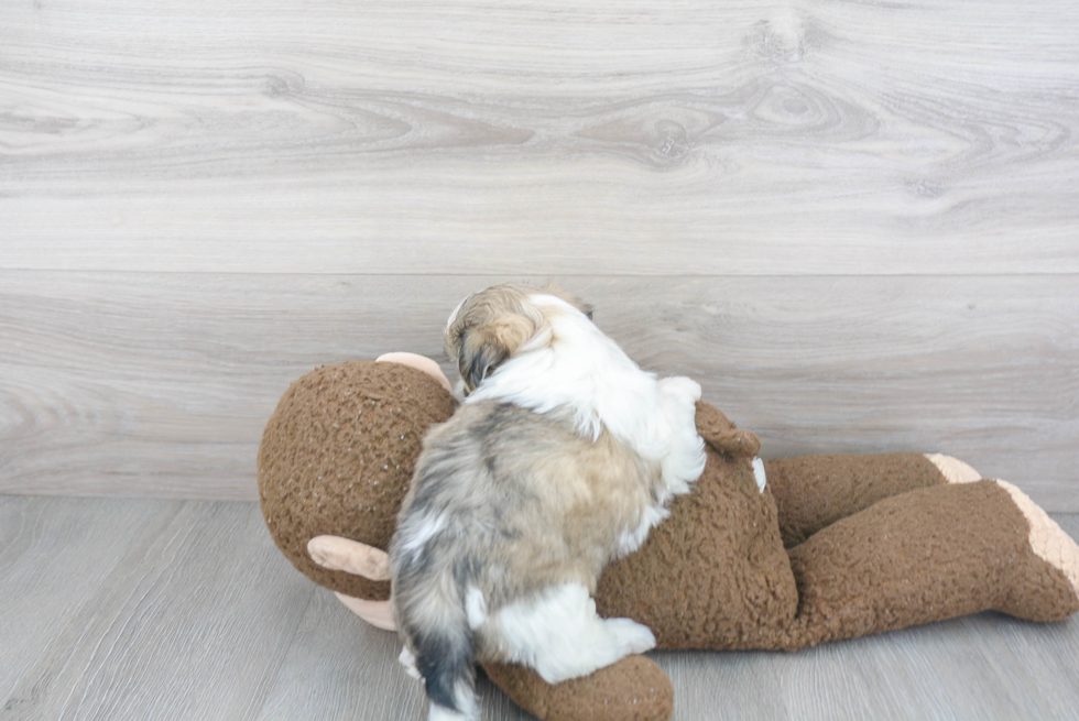 Popular Teddy Bear Designer Pup