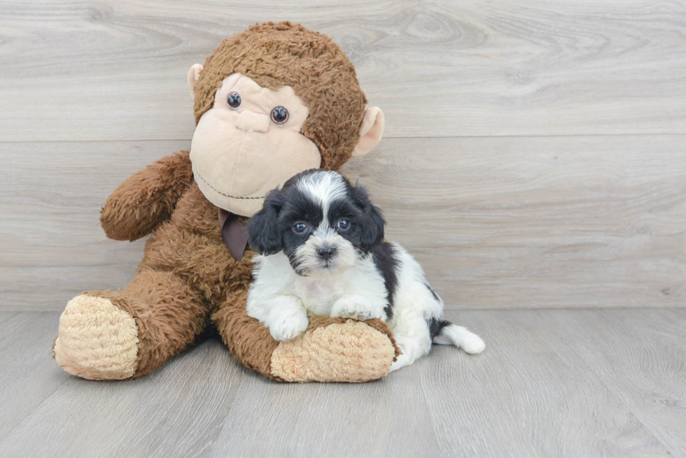 Energetic Shi Chon Designer Puppy