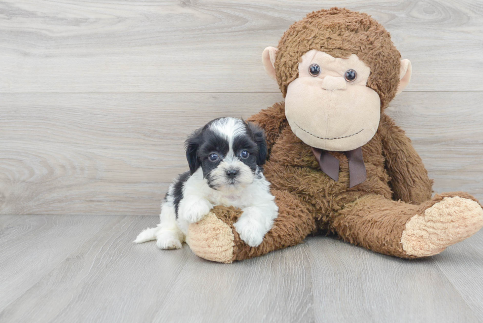 Teddy Bear Pup Being Cute