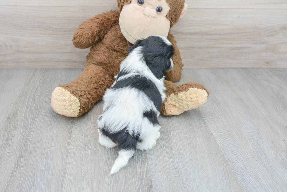 Cute Teddy Bear Baby