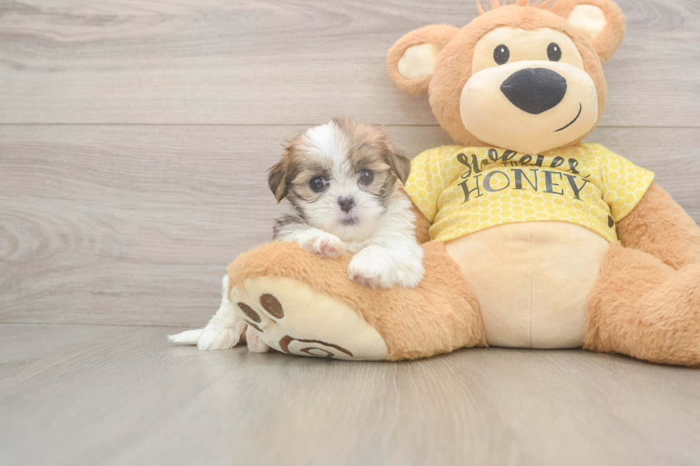 Teddy Bear Puppy for Adoption