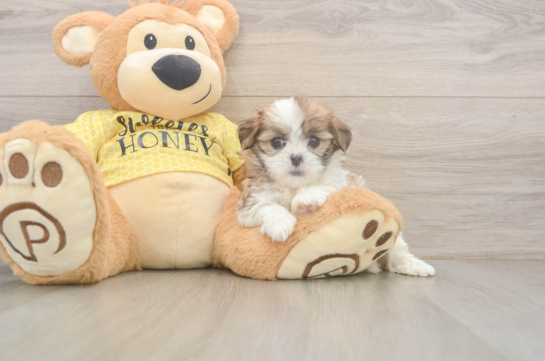 Teddy Bear Puppy for Adoption